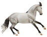 Jaguel Hilton | Criollo Stallion | on a white background facing right