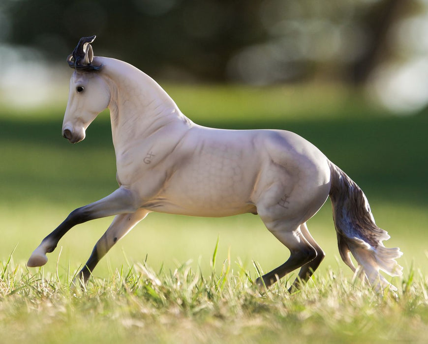 Jaguel Hilton | Criollo Stallion