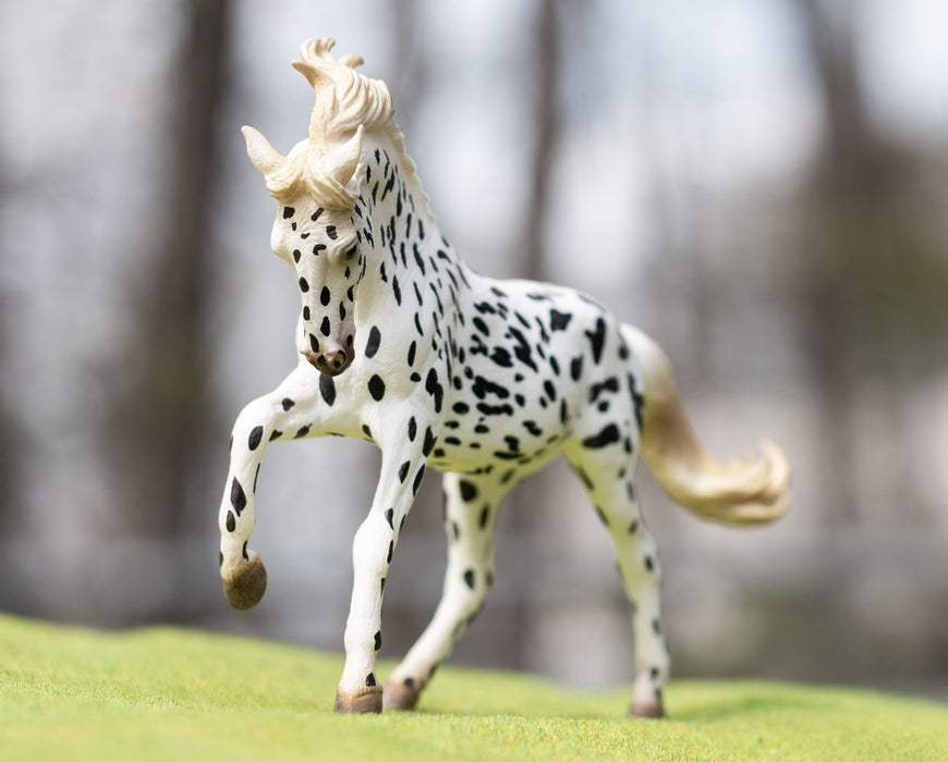 Knabstrupper Mare | Black Leopard