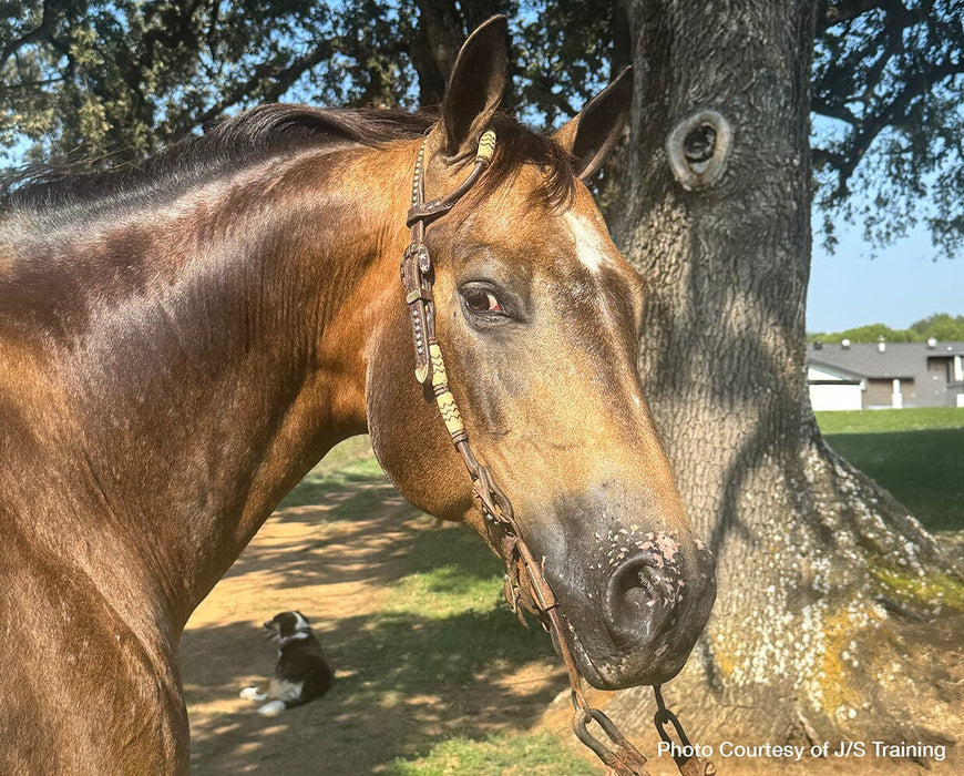 Mr. Shining Gun - live horse head photograph