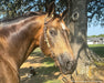 Mr. Shining Gun - live horse head photograph