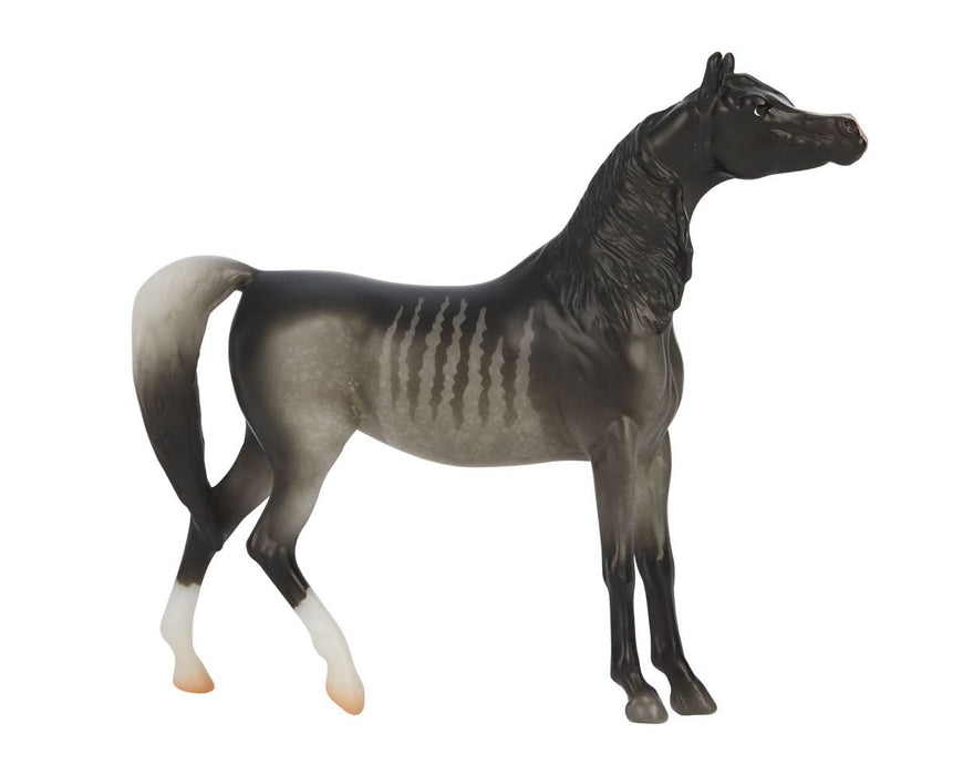 Stunning black rabicano Arabian mare -Najwa