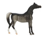 Stunning black rabicano Arabian mare -Najwa