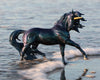Neptune | Unicorn Stallion in water