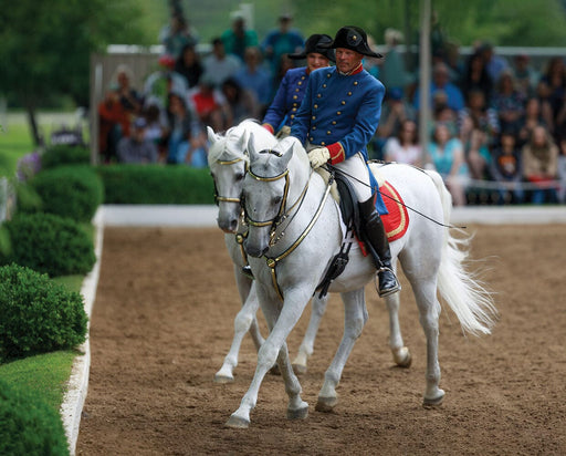 Pluto Gratia real horse performing