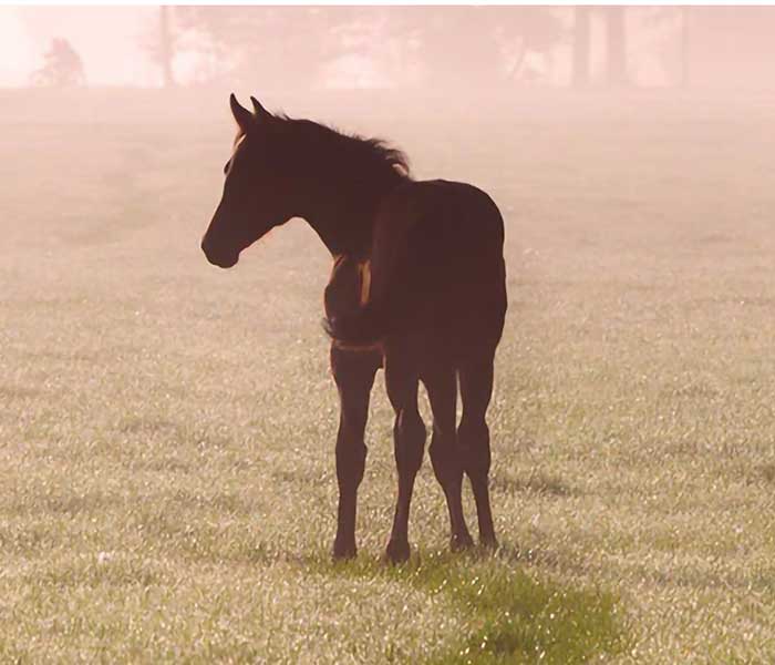 A horse looking backwards standing in a dewy field