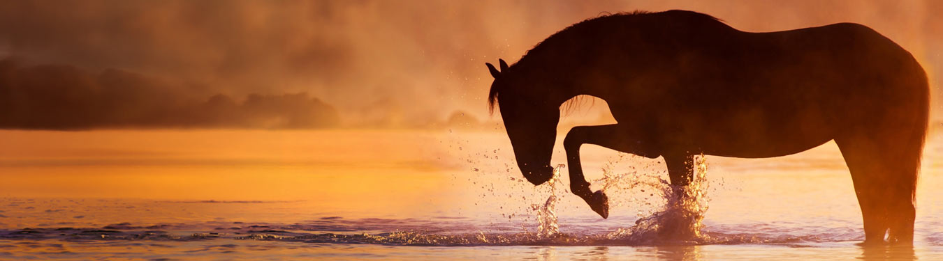 A real live horse standing in water during a sunset