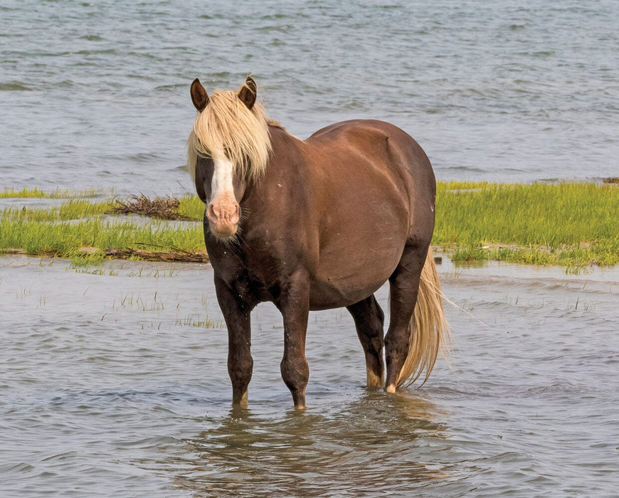 Surfer's Riptide | Chincoteague Pony