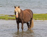 Surfer's Riptide | Chincoteague Pony - Real horse standing in water