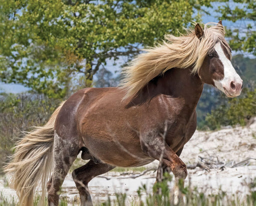 Surfer's Riptide | Chincoteague Pony - Real horse