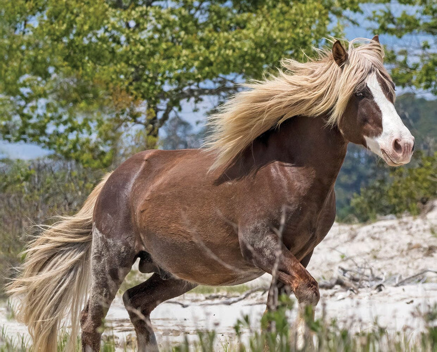 Surfer's Riptide | Chincoteague Pony