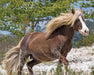 Surfer's Riptide | Chincoteague Pony - Real horse