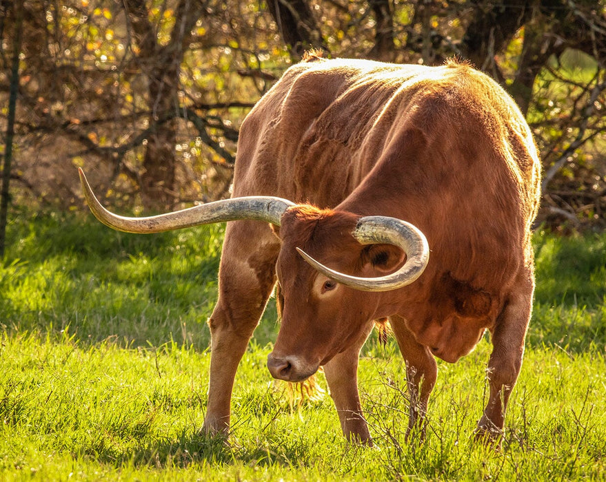 Texas Longhorn Bull | Breyer Animals — BreyerHorses.com