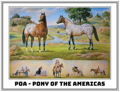 The Ideal Series | Pony of the Americas Art Work