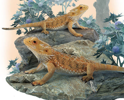 Breyer by CollectA Bearded Dragon Lizard Animal Figurine Model