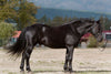 Cherry Creek Fonzie Merit - Canadian Horse Model Breyer
