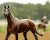 Breyer Cody's Wish Thoroughbred Racehorse Model