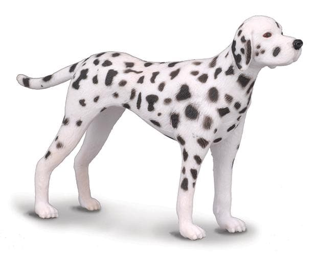 Black Spots Pure White Dalmatian Dalmatian — - Main Image