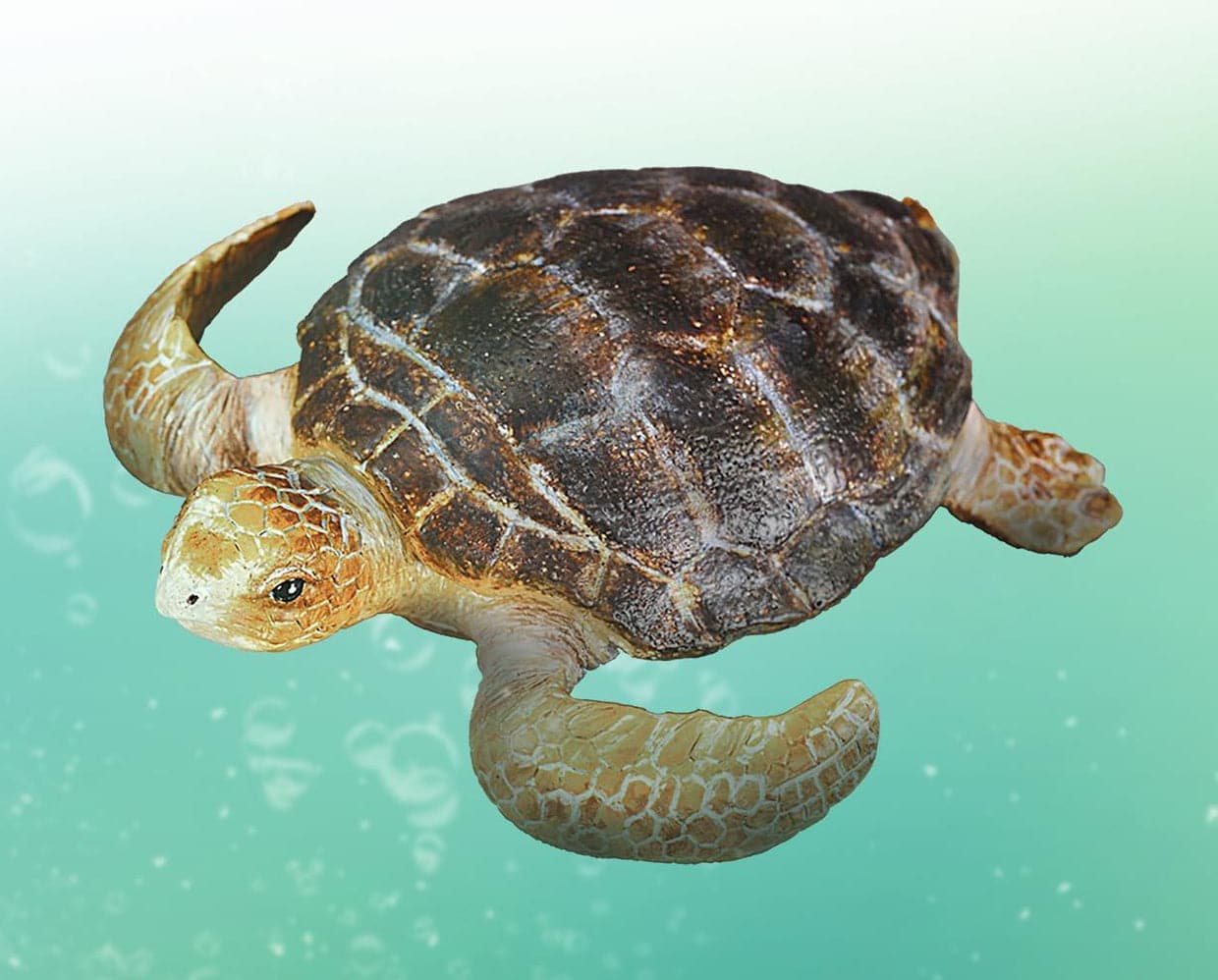 Loggerhead Turtle Nazare, The Cumbria Turtle British Divers Marine
