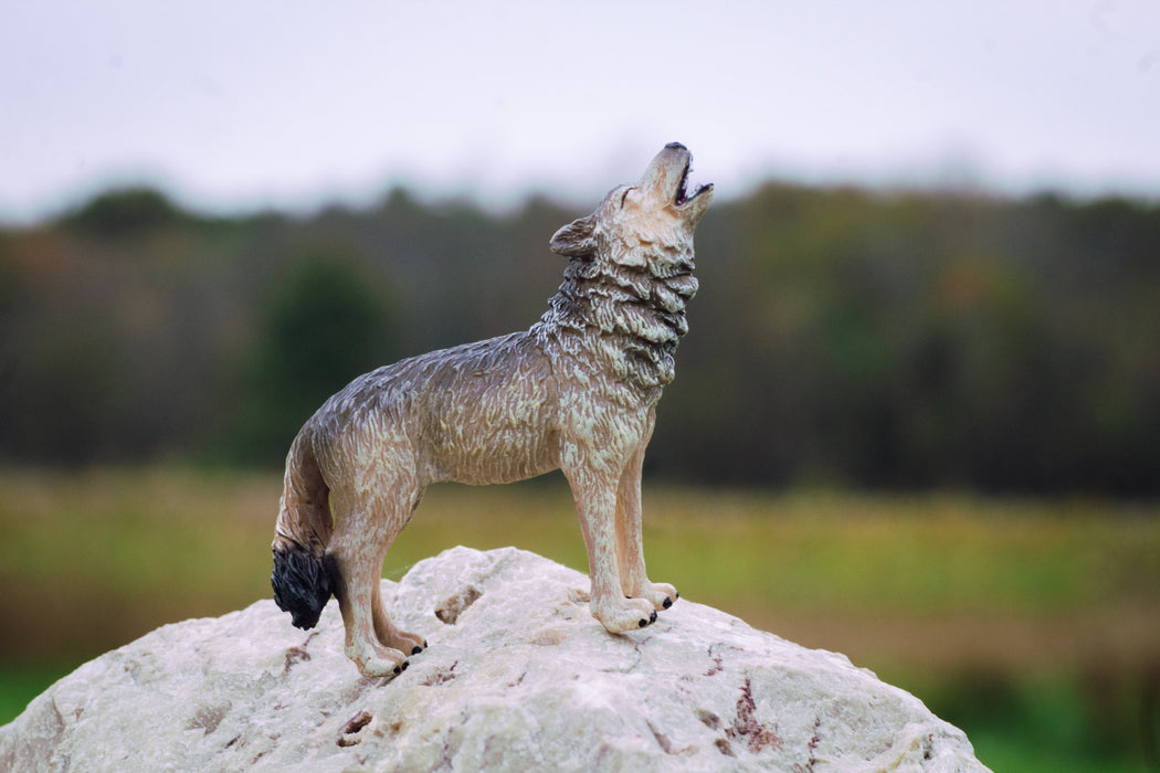 Gray Wolf Howling World's Largest Wolves By Weight: The Mighty And The